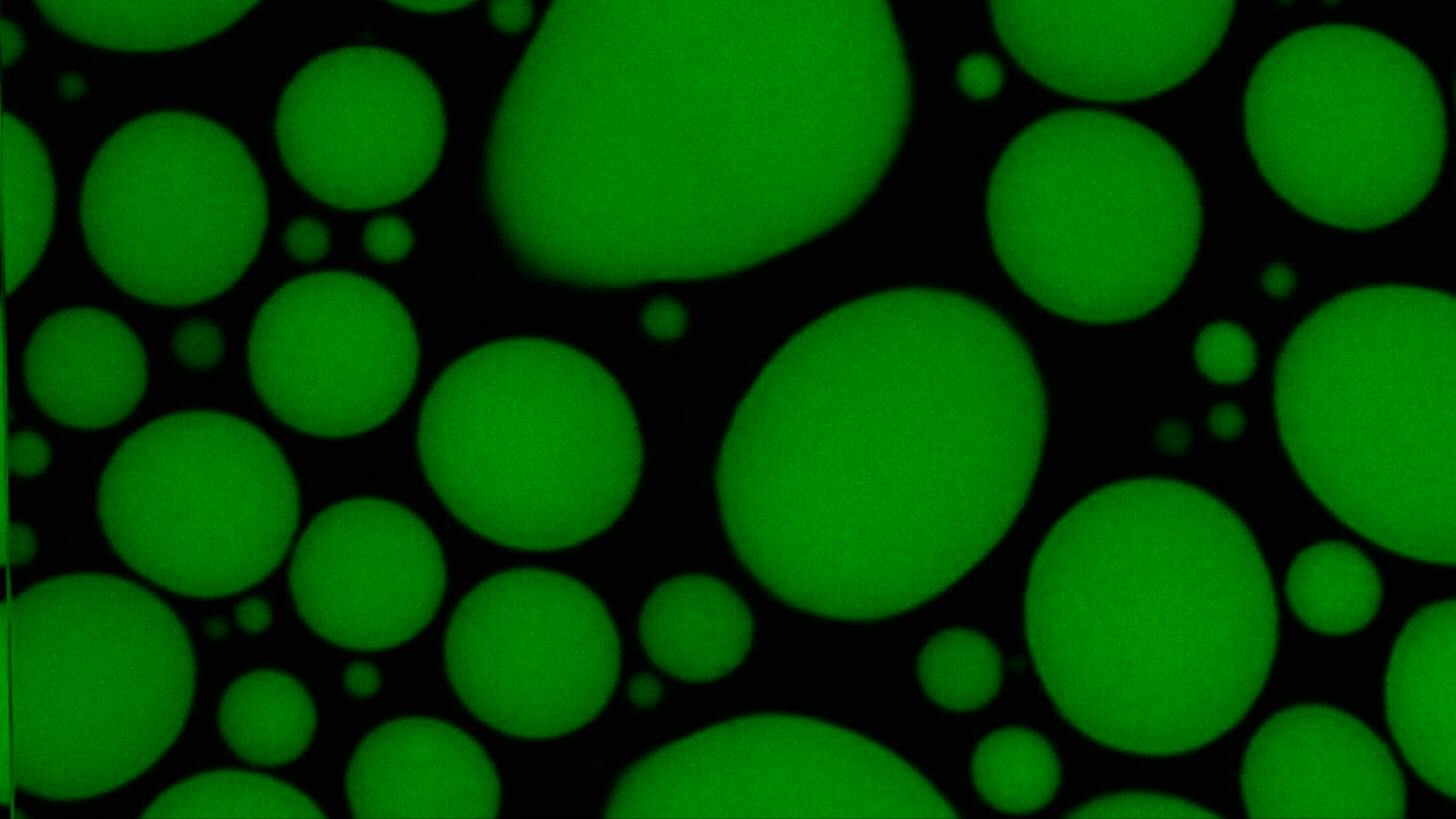 Animated gif of RNA aggregates forming within biomolecular condensates.