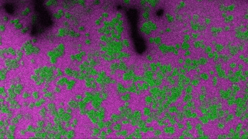 Animated gif of RNA aggregates persisting even after host condensate dissolves.