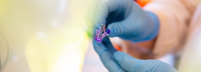 Gloved hands handle a lab specimen. 