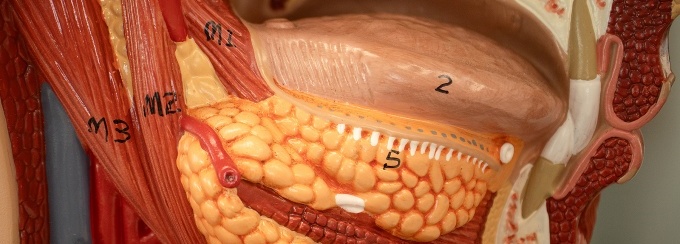 Numbered diagram of salivary glands. 