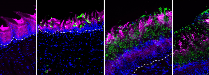 A gloved hand holding a pipette. 