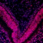Immunofluorescence microscopy image. 