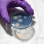 A gloved hand holding a petri dish with cultures in it. 