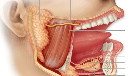 An illustration of the cross-section of human salivary glands. 