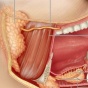 An illustration of the cross-section of human salivary glands. 