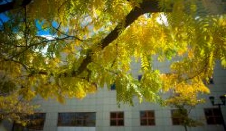 trees lined up outside Abbott Hall Building. 