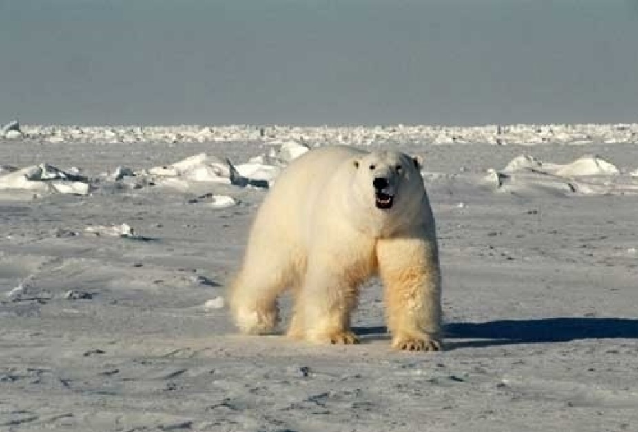 Polar bear looking straight at camera. 