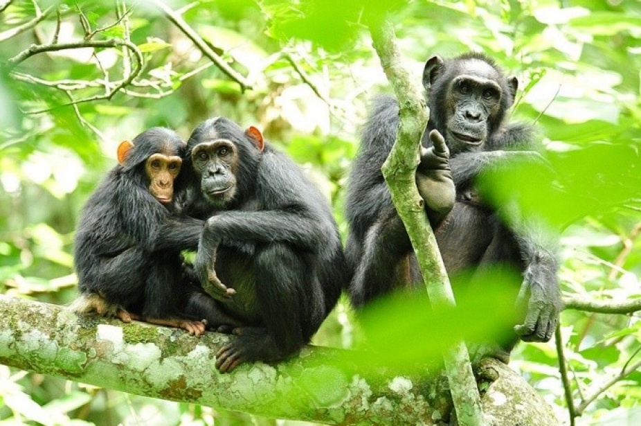 Three chimpanzees in a tree. 