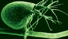 The rounded bladder of a humped bladderwort plant.