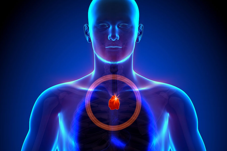 3D rendering of the thymus in the human body.