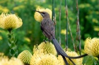 Zoom image: A Cape Sugarbird pauses in the fynbos, a belt of shrubland in South Africa&rsquo;s Cape Floristic Region. Credit: Adam Wilson 