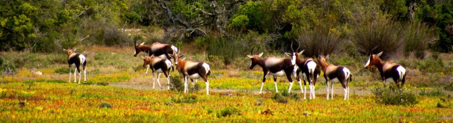 Zoom image: A herd of Bontebok in the fynbos, a belt of shrubland in South Africa&rsquo;s Cape Floristic Region. Credit: Adam Wilson 