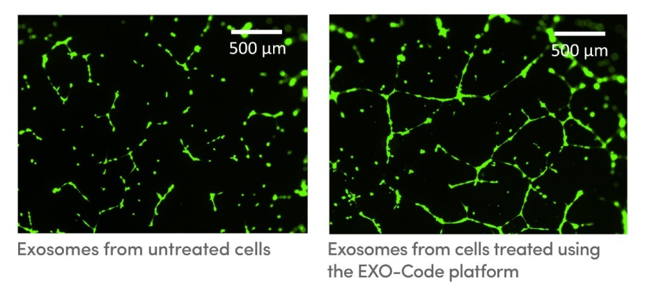 Zoom image: Exosomes are tiny, pouch-like vesicles that are secreted by cells and that could be used as tools for delivering drugs and treating disease. In this image series, UB researchers used a novel technology called the EXO-CODE platform to engineer exosomes (right) with the ability to form more capillary-like structures in endothelial cells than unmodified exosomes (left). The capillary-like structures promote development of new blood vessels, which is important for tissue regeneration. This is one example of how the EXO-CODE platform can be used to tailor exosomes for a wide variety of uses. Credit: Therapeutic Biomaterials Lab at the University at Buffalo 