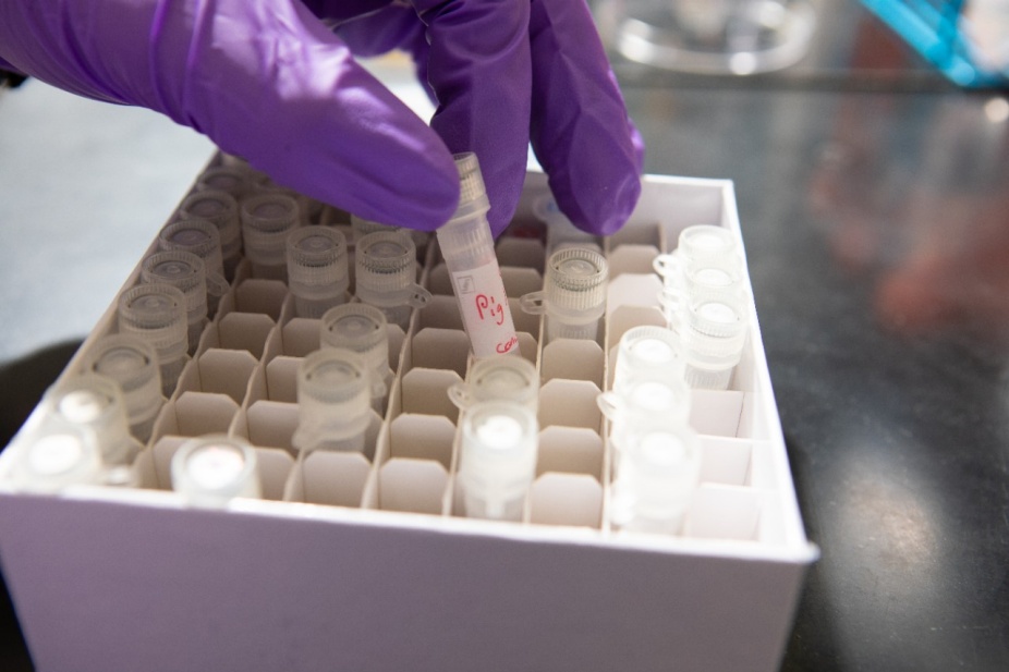 Zoom image: Vials of saliva collected from various mammals, including a pig. Credit: Douglas Levere / University at Buffalo 