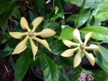 Zoom image: Gardenia jasminoides. In a new study, researchers report sequencing the species&rsquo; genome. Credit: YW Low 
