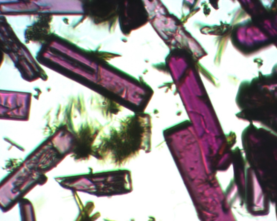 Zoom image: A microscope image showing a porous, crystalline material called a metal-organic framework, or MOF (the material in purple). This MOF is made from cobalt(II) sulfate heptahydrate, 5-aminoisophthalic acid and 4,4'-bipyridine, and it is shown in its hydrated state. Credit: Travis Mitchell 