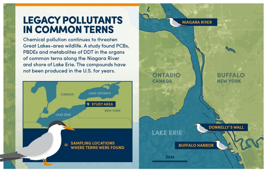 Zoom image: Credit: Bob Wilder / University at Buffalo 