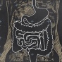 Chalk drawing of the digestive system. 