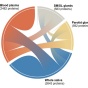 A colorful chord diagram of the origins of salivary proteins. 