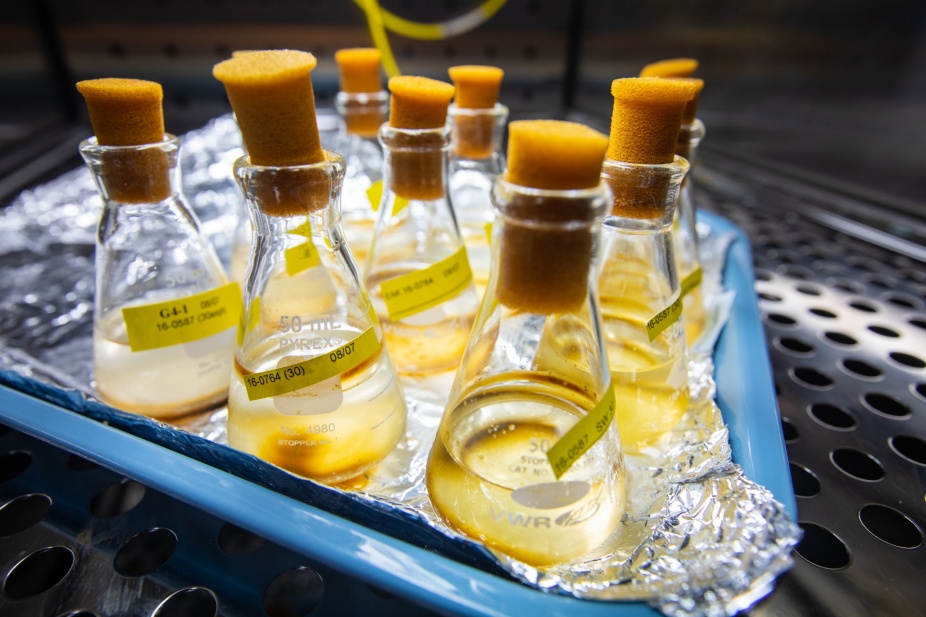 Zoom image: Flasks containing algal symbionts isolated from stony corals and octocorals. These intracellular symbionts provide the corals with nutrients from photosynthesis. Scientists culture these algal symbionts to study a variety of topics, including the symbionts' thermal tolerance and their ability to adapt to the changing climate. Credit: Douglas Levere / University at Buffalo 