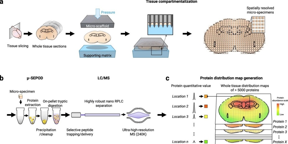 Scheme of the MASP strategy, which enables accurate, quantitative and in-depth protein mapping across a whole tissue slice. 