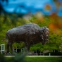 Bronze bison statue on North Campus framed through leaves. 