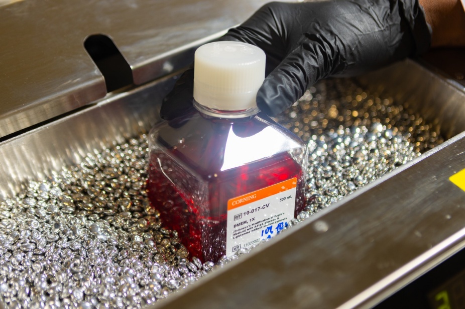 Zoom image: Human cancer cells cultures in the lab of David Heppner. Heppner's team recently found that faster binding for targeted covalent inhibitor drugs was linked to greater potency, but only to a certain point. Credit: Douglas Levere/University at Buffalo 